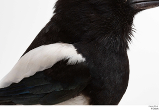 Common magpie Pica pica back chest wing 0001.jpg